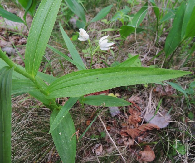 Cephalanthera longifolia - miekkavalkun varsilehdet ovat tavallisesti noin 12-15 cm pitkät ja leveimmältä kohtaa noin 0,5-2 cm leveät. Lehdet ovat silposuoniset, ehytlaitaiset ja kaljut. Niiden tyvi on vartta ympäröivä. A, Lemland, 11.6.2014. Copyright Hannu Kämäräinen.