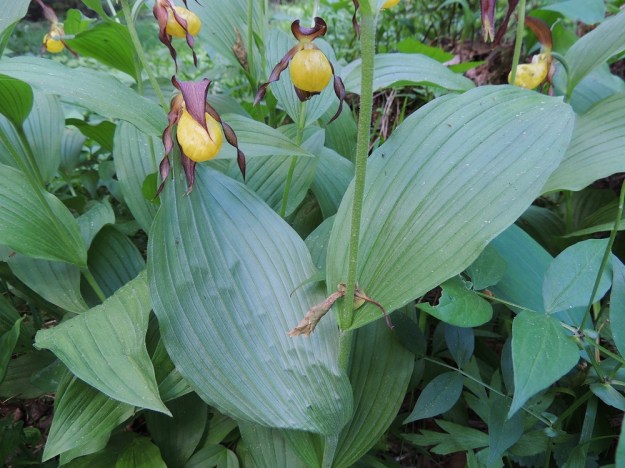 Cypripedium calceolus - lehtotikankontin varsilehtien tyvi on ruoditon ja varren ympärille kietoutunut. Lehdet ovat silposuonisia eli suonet kulkevat lehden reunan suuntaisesti. U, Hyvinkää, 8.6.2013. Copyright Hannu Kämäräinen.
