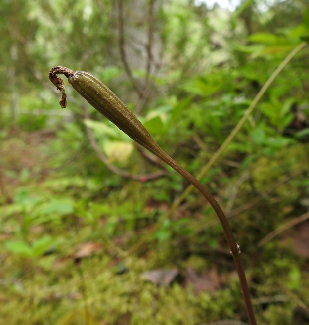 Calypso bulbosa - neidonkengän edellisen kuvan lakastunut kukka kypsyvän siemenkodan vaiheessa. Varressa näkyy vielä kuihtuneen ja pois tippuneen kukan tukilehden tyvikohta. Ks, Kuusamo, 10.7.2019. Copyright Hannu Kämäräinen.