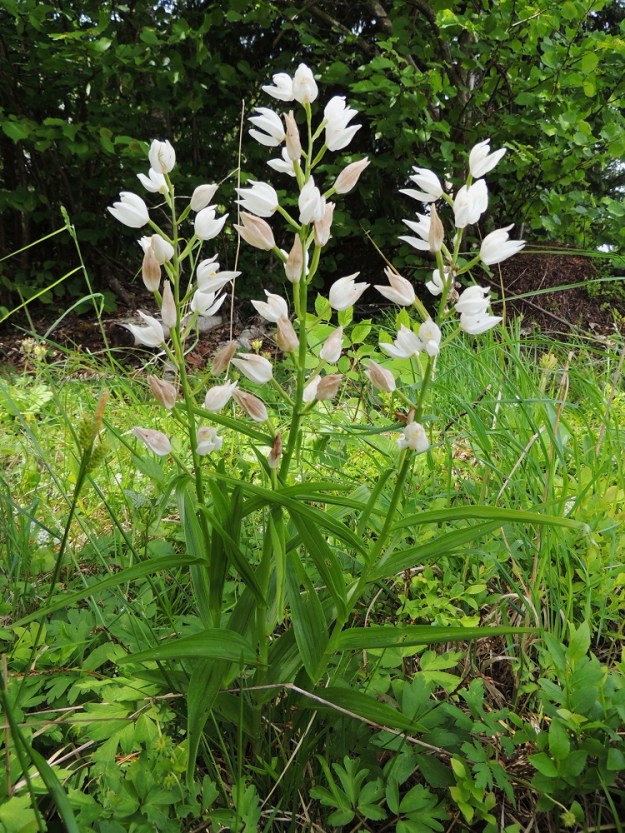 Cephalanthera longifolia - miekkavalkku kasvaa Suomessa vain Ahvenanmaalla. Laidunnuksen loppumisen aiheuttama kasvupaikkojen umpeutuminen on vähentänyt paljon sen kasvupaikkoja ja yksilömääriä. Hitaasti kasvavasta vaakajuurakosta voi nousta useampiakin kukkavarsia, joten lähekkäiset varret ovat yleensä samaa yksilöä. A, Lemland, 13.6.2014. Copyright Hannu Kämäräinen.