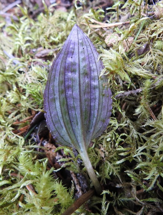 Calypso bulbosa - neidonkengän tyvilehti on alapinnaltaan vihertävän sinipunertava tai kokonaan sinipunainen. Ks, Kuusamo, 10.7.2019. Copyright Hannu Kämäräinen.