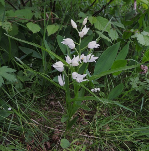 Cephalanthera longifolia - miekkavalkun joissakin yksilöissä varsilehdet ovat alimpia lukuun ottamatta lähes tasasoukat ja leveimmilläänkin vain noin 5-8 mm leveät. Myös alimpien kukkien tukilehdet voivat olla hyvin pitkät, jopa 3,5 kertaa kukkien pituiset, kuten kuvassa alimmalla, vasemmanpuoleisella kukalla. A, Lemland, 11.6.2014. Copyright Hannu Kämäräinen.