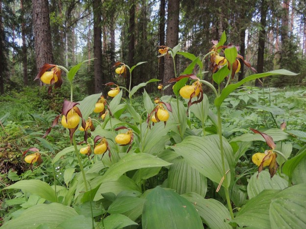 Cypripedium calceolus - lehtotikankontin kukkivien varsien pituus voi vaihdella samassakin kasvustossa ollen yleensä 20-50 cm. Lehtihankaisia kukkia on yleensä yksi tai kaksi, harvoin kolme. U, Hyvinkää, 8.6.2013. Copyright Hannu Kämäräinen.