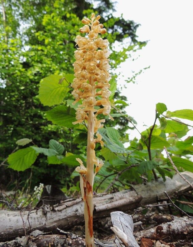 Neottia nidus-avis - linnunpesäjuuri on lehtivihreätön loiskasvi, joka saa tarvitsemansa energian sienijuuriston kautta. Taustalla yksi sopivista voimanlähteistä, pähkinäpensas, Corylus avellana. Pesäjuuren varsi on lähes valkoisehko, kellertävä tai ruskehtava. Tyvellä on lavattomia lehtiä, jotka kuvan yksilössä ovat jo lähes syöpyneet pois. Kukintotähkässä on yleensä 40-50 kellertävää tai ruskehtavaa kukkaa. A, Lemland, Järsö, eteläosa, Hästskärsvägenin varren metsänlaita, 13.6.2014. Copyright Hannu Kämäräinen.