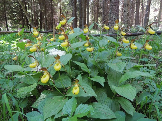 Cypripedium calceolus - lehtotikankontin kukkien pitkät kehälehdet ovat usein punaruskeat, kuten edellisessä kuvassa, mutta voivat olla tummanruskeitakin tai vihertävänruskeita, kuten tässä kuvassa. U, Hyvinkää, 8.6.2013. Copyright Hannu Kämäräinen.