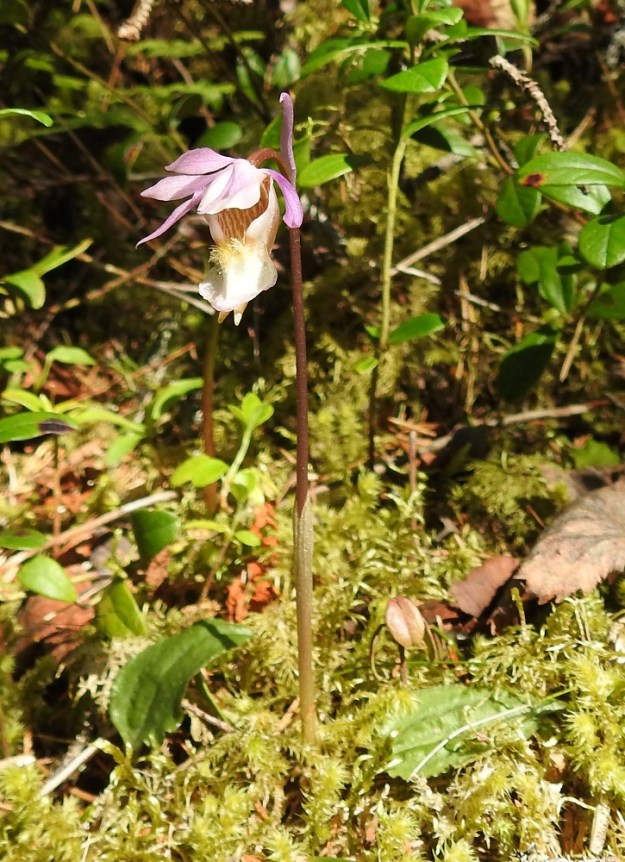 Calypso bulbosa - neidonkengän kukan huuli on konttimainen tai virsumainen ja se päättyy alapuolella kahteen kannukseen. Niiden ylle levittäytyy huulen leveä alahelma. Ks, Kuusamo, 14.6.2019. Copyright Hannu Kämäräinen.