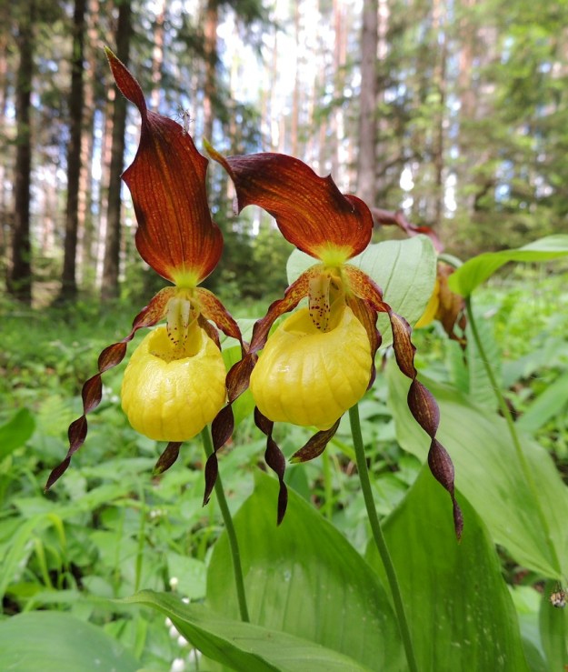 Cypripedium calceolus - lehtotikankontin kukat ovat toisinaan kuin "korkkiruuvikiharaisia mamselleita sulkahatussaan". Keltaisen huulikontin yläpuolelle nouseva kehälehti on kookkain ja levein. Sen kaksikärkinen vastinpari taipuu huulen alle. "Ohimoilta" laskeutuvat toiset kaksi kehälehteä. Ne ovat edellisiä selvästi kapeampia, noin 45-60 mm pitkiä ja usein mutkalaitaisia tai kuvan tavoin jopa kierteisiä. U, Hyvinkää, 21.6.2015. Copyright Hannu Kämäräinen.