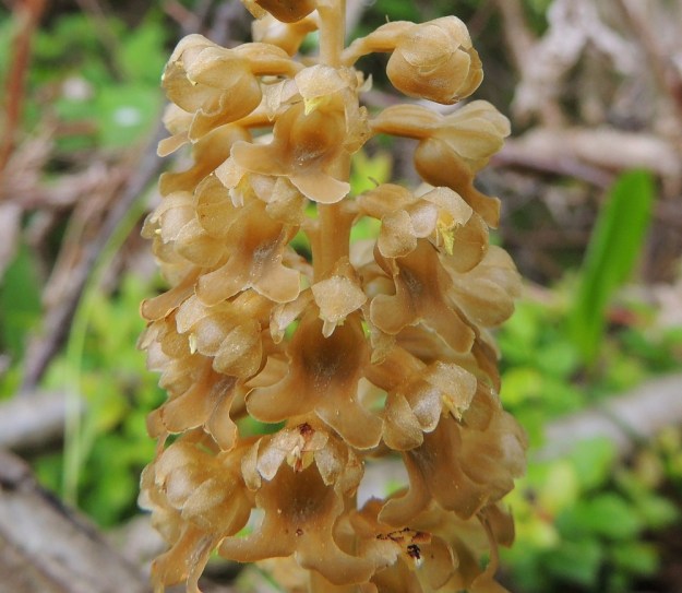Neottia nidus-avis - linnunpesäjuuren sikiäin on soikeahko, hieman harjuinen ja noin 5 mm pitkä. Kukassa on kuusi kehälehteä, joista viisi, noin 5 mm:n mittaista kaartuvat kuudennen eli noin 12 mm pitkän, haarakärkisen huulen ylle. Kuvan keskellä, oikealla olevassa kukassa näkyy pölyttämättömän hetiön ja emiön rakenne. Ylimpänä ovat heteen siitepölymyhkyt. Niiden alapuolella näkyy keltaisena emilehti, joka on muuntunut tahmeaa nestettä sisältäväksi, herkästi särkyväksi keulaksi. Sen alapuolella ovat toimivat emin luotit. Kun kukkaan tuleva kärpänen tavoittelee huulen peräkuopassa olevaa mettä, se rikkoo keulan ja tahmaantuu. Kärpäsen liikkuessa siitepölymyhkyt tarttuvat liimaiseen nesteeseen ja matkaavat seuraaviin kukkiin. A, Lemland, Järsö, eteläosa, Hästskärsvägenin varren metsänlaita, 13.6.2014. Copyright Hannu Kämäräinen.