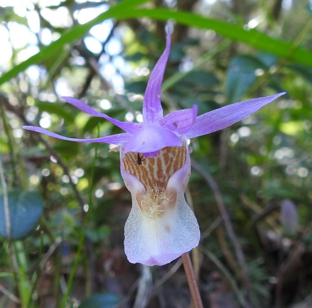 Calypso bulbosa - neidonkengän kukka on vienosti vaniljantuoksuinen mutta täysin medetön. Se houkuttaa näyttävyydellään erityisesti kimalaisia ja loiskimalaisia. Ne luulevat huulen aukon suulla olevia karvoja ensin heteiksi. Kun siitepölyä ei löydy, huulen pohjan läiskät ja raidat houkuttelevat niitä konttiin peremmälle. Uskoen raitojen mesiviittoihin hyönteiset tunkeutuvat kohti huulen kärjen kannuksia. Kun mettäkään ei löydy, pettynyt pöristäjä peruuttaa ulos selässään siitepölymyhkyt. Yleensä se ei usko ensimmäisestä kerrasta, vaan käy penkomassa vielä kukan tai pari ja pölyttää ne turhissa työaskareissaan. Ks, Kuusamo, 14.6.2019. Copyright Hannu Kämäräinen.