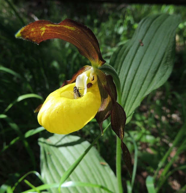 Cypripedium calceolus - lehtotikankontin kukan huuli on keltainen, näyttävän iso ja pullea, syvään kovertunut ja konttimainen. Yhdiskasvuisen hetiön ja emiön edessä on isompi aukko konttiin ja niiden takana on pienempi aukko. Kontin hedelmäinen tuoksu houkuttelee hyönteisiä, vaikka pienemmät kärpäset tai isot kimalaiset eivät pysty kukkaa pölyttämäänkään. Kuvassa kärpänen istuu ponnettomalla joutoheteellä ja "peräkonttiin" on pyrkimässä joku kovakuoriainen. U, Hyvinkää, 8.6.2013. Copyright Hannu Kämäräinen.