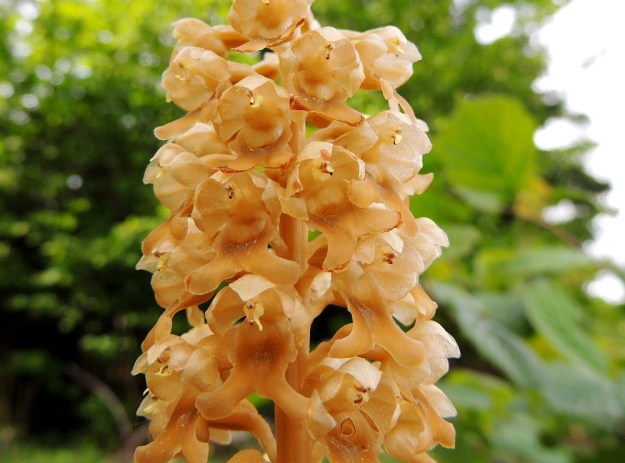 Neottia nidus-avis - linnunpesäjuuren alimman kehälehden, huulen perällä näkyvään maljamaiseen syvennykseen erittyy lämpimillä säillä makeaa mettä, Myös kukan tuoksu on makeahko. Useissa kuvan kukissa keulaksi muuntunut emilehti on jo rikkoutunut ja siitepölymyhkyt ovat tiessään. A, Lemland, Järsö, eteläosa, Hästskärsvägenin varren metsänlaita, 13.6.2014. Copyright Hannu Kämäräinen.