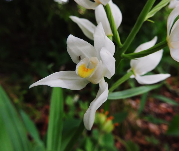 Cephalanthera longifolia - miekkavalkun medetön ja tuoksuton kukka houkuttelee kuitenkin hyönteisiä. Pääasiallisina pölyttäjinä toimivat maamehiläiset työntyvät kohti huulen pohjaa etsien mettä ja saavat selkäänsä siitepölymyhkyt kannettaviksi seuraavan kukan luoteille. A, Lemland, 13.6.2014. Copyright Hannu Kämäräinen.