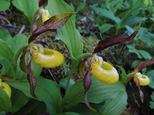 Cypripedium calceolus - lehtotikankontin pääasiallisina pölyttäjinä toimivat maamehiläiset, joiden koko on huulikontille optimaalinen. Houkuttimena huuli tuottaa samoja feromoneja kuin mehiläisetkin. Kontissa ei ole ollenkaan mettä, mutta hajun houkuttelemina "turhan työn sankarit" tunkeutuvat tai joutuvat yhä uusien kukkien kontteihin isommasta aukosta. Kuvassa näkyvät kontin peräosassa olevat läpikuultavat ikkunat, joiden valoa kohti mehiläinen suuntaa. Perällä, joutoheteen takana, mehiläinen huomaa yläpuolellaan pienemmän aukon, josta se tunkee itsensä ulos pintakarvojen pyyhkiessä ensin joutoheteen alla olevia luotteja ja ennen ulospääsyään kuvassa näkyvän pienemmän, toimivan heteen tahmaista pontta. Näin kukka tulee pölytetyksi ja mehiläinen kantaa siitepölytahmaa karvoissaan seuraavan kukan luoteille. A, Jomala, 14.6.2014. Copyright Hannu Kämäräinen.
