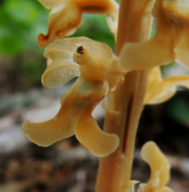 Neottia nidus-avis - linnunpesäjuuren kukka ei värikylläisyydellä koreile. Lähikuvassa ylemmät viisi kehälehteä ja huulen kuoppa ovat läpikuultavan kellertäviä . Huulen kärjen haarat muodostavat lähes "spakaatin". A, Lemland, Järsö, eteläosa, Hästskärsvägenin varren metsänlaita, 13.6.2014. Copyright Hannu Kämäräinen.