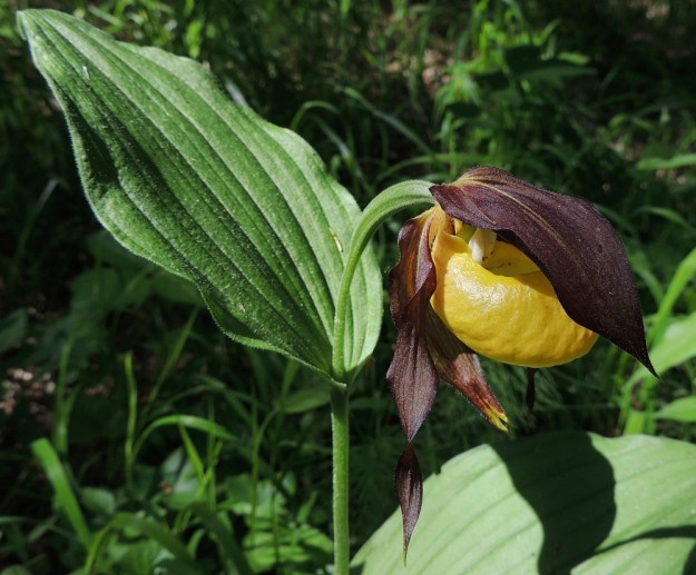Cypripedium calceolus - lehtotikankontin kukissa näkee aika usein ylemmän kehälehden taipuneena aivan huulikontin päälle kuin "lippa silmillä tai lappu luukulla". Onko tämä vain pölytyksen kannalta haitallista satunnaista vaihtelua vai voisiko kehän sisäisissä jännitteissä tapahtua tällainen koko populaatiota hyödyntävä muutos pölytyksen tapahduttua? Ainakin kuvassa joutoheteen vasemmalla puolella näkyvän toimivan heteen ponsi on jo täysin liiskattu. U, Hyvinkää, 8.6.2013. Copyright Hannu Kämäräinen.