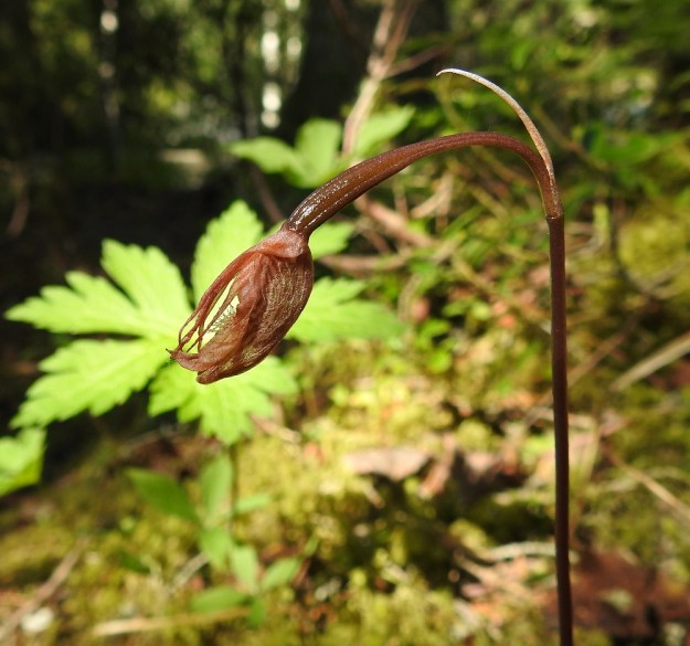 Calypso bulbosa - neidonkengän kukka säilyy noin kaksi viikkoa, ellei sitä pölytetä. Pölytyksen jälkeen kukka lakastuu muutamassa päivässä. Kuva osittaa, kuinka kauneus on katoavaista. Jäljellä on vain punertavan ruskea suppu, josta voi erottaa huulen päälle kuihtuneet kehälehdet, huulenpohjan kannukset ja käpristyneen helman. Kukkaperä on pidentynyt ja sikiäin jo jonkin verran vankistunut, josta voi päätellä, että pölytys onnistui. Ks, Kuusamo, 14.6.2019. Copyright Hannu Kämäräinen.