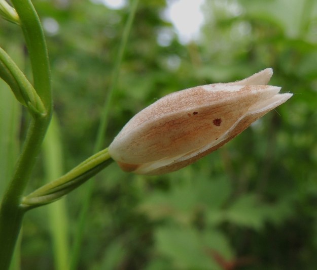 Cephalanthera longifolia - miekkavalkun lakastuva kukka alkaa jo varhain ruskistua ja painuu suppuun. A, Lemland, 11.6.2014. Copyright Hannu Kämäräinen.
