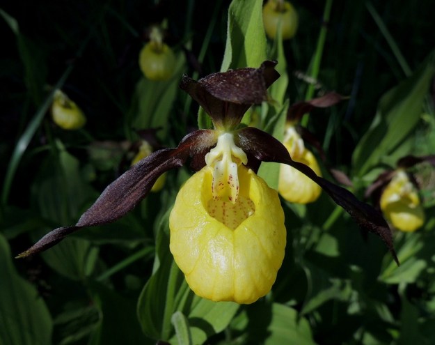 Cypripedium calceolus - lehtotikankontin kukka voi olla kehineen kymmenisen senttiäkin leveä. Alaviistoon sojottavien, sisempien kehälehtien tyvi on tiheästi valkovillainen. Huulen tyvellä näkyy hyvin siitintukun hetiöosan rakenne. Keskellä "pöyhistelee" suurimpana ponneton joutohede, jolla on kuitenkin tärkeä tehtävä emin kolmen luotin suojana. Joutoheteen molemmin puolin ovat pienemmät, ponnelliset heteet. Niiden alla näkyy huulen pienempi takaosan aukko, josta pölyttäjät joutuvat ponnistelemaan ulos itselleen hyödyttömän mutta kukalle tärkeän kierroksen jälkeen. A, Jomala, 14.6.2014. Copyright Hannu Kämäräinen.