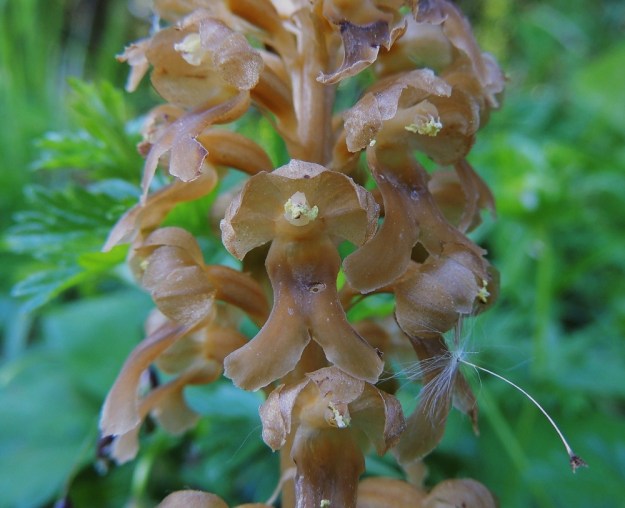 Neottia nidus-avis - linnunpesäjuuren kuvassa olevissa kukissa hetiön ja emiön rakennetta on enää vaikea hahmottaa. Jonkin mykerökukkaisen lenninhaiven on jäänyt kiinni keulan tahmeaan nesteeseen. Oikeanpuoleisessa kukassa näkyy hyvin hetiön ja emiön yhdistävän siitintukun putkimainen rakenne.. A, Jomala, Hammarlandsvägenin (Eckerön maantien) varsi, metsänlaita, 14.6.2014. Copyright Hannu Kämäräinen.