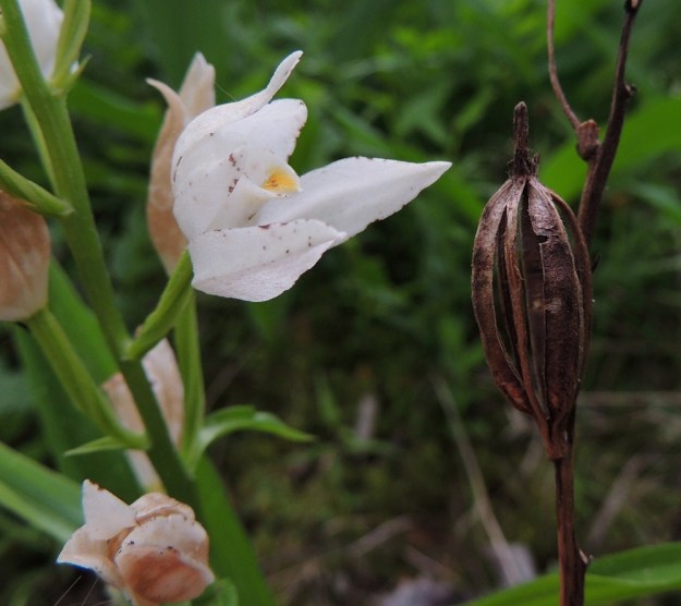 Cephalanthera longifolia - miekkavalkun kota on pysty, soikeahko, ruskea ja noin 30 mm pitkä. Kotia kehittyy vain vähän, mutta siementuotanto on runsasta. Lähes pölymäisen pienet siemenet leviävät tuulen mukana. Kuvan kota on edellisvuotinen ja auennut. A, Lemland, 11.6.2014. Copyright Hannu Kämäräinen.