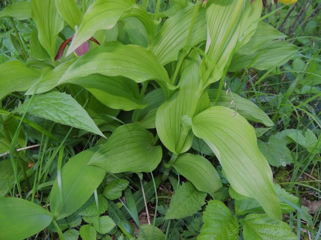 Cypripedium calceolus - lehtotikankontin varsissa on kolmesta kuuteen leveänsoikeaa, suippopäistä, 10-15 cm pitkää lehteä. A, Jomala, 14.6.2014. Copyright Hannu Kämäräinen.