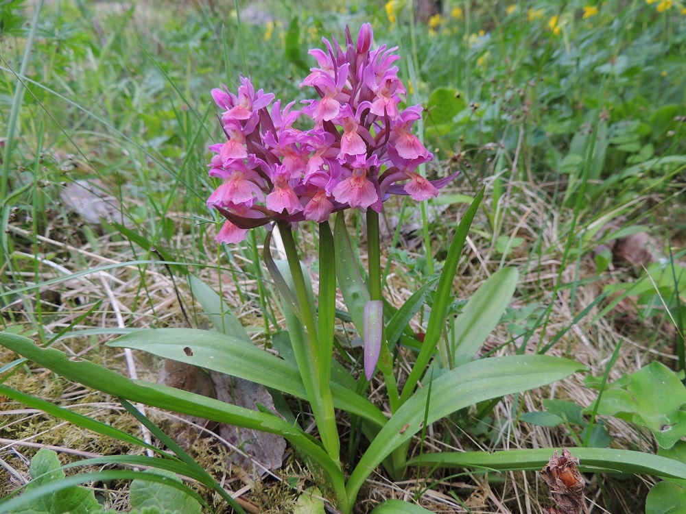 Dactylorhiza sambucina - seljakämmekän päävärimuodot pysyvät aika hyvin erillään toisistaan. Isommissa kasvustoissa näkee kuitenkin usein myös välimuotoisuutta, mutta tällaisten versojen määrä on kokonaislukuun nähden vähäinen. Kuvan kukkien vaaleanlilan sävyn synnyssä on "leveintä pensseliä" käyttänyt punainen värimuoto. Varren tyvellä olevien, leveämpien lehtien lisäksi ylempänä varrella on useimmiten yksi tai kaksi pienempää ja suikeaa lehteä, jotka ovat yleensä noin 3-7 cm pitkät ja leveimmältä kohtaa noin 0,5-1 cm leveät. Ne ovat tasaisen vihreät tai punakukkaisissa yksilöissä myös enemmän tai vähemmän punertavat. 30.5.2013. Copyright Hannu Kämäräinen.
