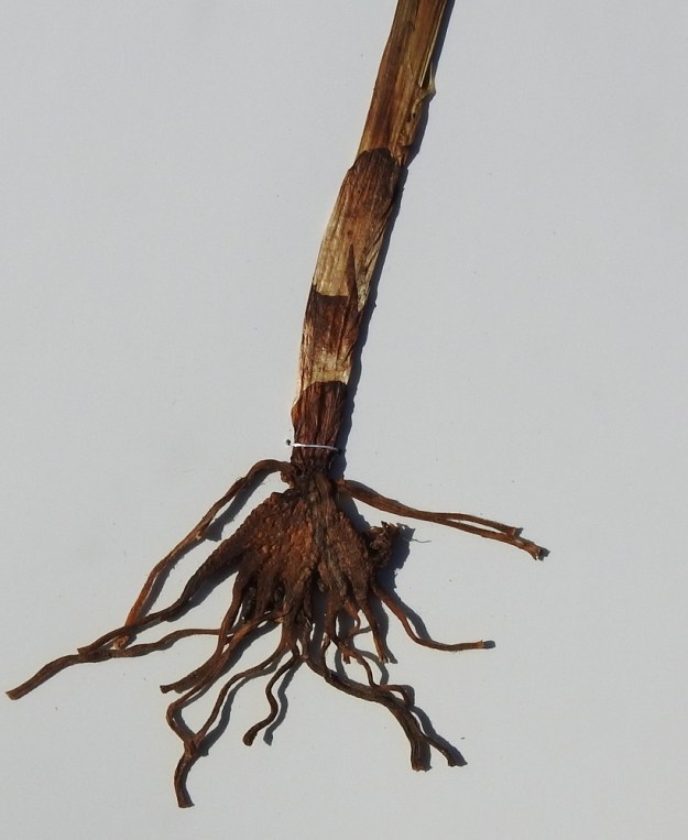 Gymnadenia conopsea subsp. conopsea - ahokirkiruoho on aika läheistä sukua liuskakämmeköille, Dactylorhiza. Myös sen juuristo on hyvin samanlainen muodostuen kahdesta liuskaisesta, noin 1,5-2 cm pitkästä juurimukulasta. Liuskat jatkuvat juurina ja lisäksi mukuloiden yläpuolella on juurikimppu. Varren tyvellä, maarajassa on 1-3 tuppimaista, osittain sisäkkäistä ja yleensä lavatonta sekä ruskehtavaa lehteä. Ks, Kuusamo, Liikasenvaara, Jäkälämutkantien varsi, Kokonaronkangas, mäntymetsärinne, 14.7.2001. Kuva näytteestä, copyright Hannu Kämäräinen.