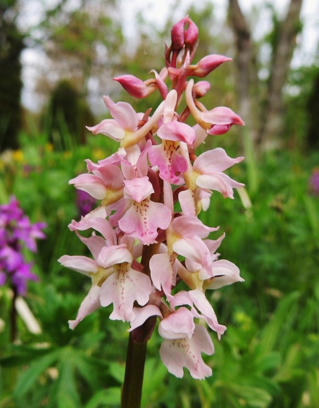 Orchis mascula - miehenkämmekän vaaleanpunakukkaisissa yksilöissä voi huulen tyviosa ja kannuksen alkuosakin olla keltaisia tai kellanvihreitä. Kuvan yksilössä on merkillepantavaa myös huulen keskiliuskan runsashampaisuus. A, Lemland, eteläpää, Herröskatan, luonnonsuojelualue, 26.5.2013. Copyright Hannu Kämäräinen.