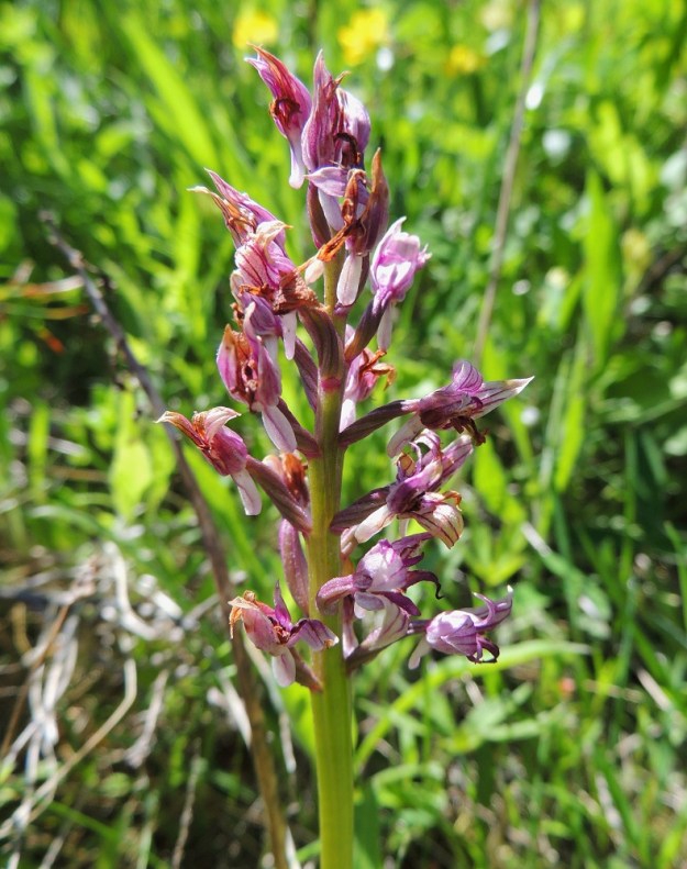 Orchis militaris - soikkokämmekän kukinta painottuu Ahvenanmaan aurinkoisella kasvupaikalla kesäkuun alkuun, kun taas varjoisammassa Hangon kasvupaikassa kukinta näyttäisi olevan parhaimmillaan kesäkuun puolivälin tietämillä. Toki paljon riippuu myös kesäkauden säistä. Kuvan yksilö on jo täysin ohikukkinut ja näyttäisi siltä, että varren takana alhaalla oleva sikiäin on oiennut, noussut pystyyn ja hieman pullistunut. Niinpä tähän varteen on kehittymässä yksi kotahedelmä. A, Vårdö 10.6.2014. Copyright Hannu Kämäräinen.