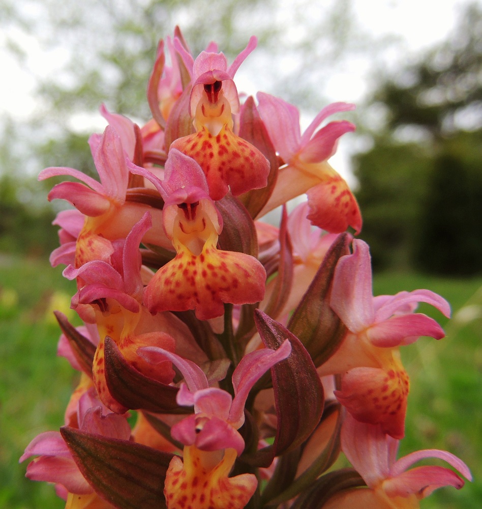 Dactylorhiza sambucina - seljakämmekän välimuotoiset kukinnot ovat värisävyiltään ja -suhteiltaan hyvin yksilöllisiä. 26.5.2013. Copyright Hannu Kämäräinen.