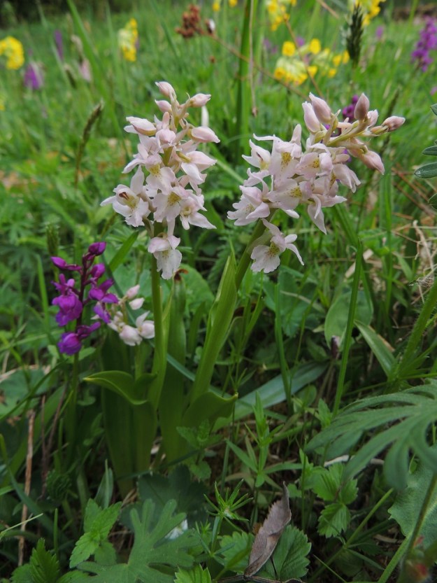 Orchis mascula - miehenkämmekän värivaihteluun sisältyy myös valkoinen tai lähes valkoinen värimuoto, joka ainakin Ahvenanmaalla on vaaleanpunaistakin vähälukuisempi. A, Lemland, eteläpää, Herröskatan, luonnonsuojelualue, 26.5.2013. Copyright Hannu Kämäräinen.