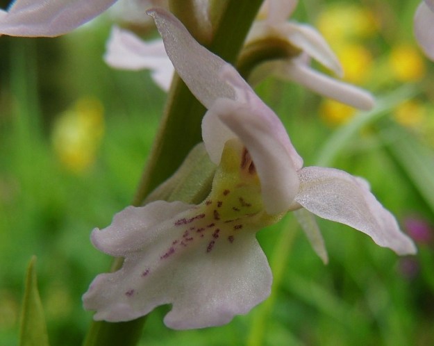 Orchis mascula - miehenkämmekän lähes valkoisessa kukassa huulen tyvi on tässä yksilössä kellanvihreä. Lähikuvassa on juuri ja juuri nähtävissä huulen yläpinnan nystermäisyys. A, Lemland, eteläpää, Herröskatan, luonnonsuojelualue, 26.5.2013. Copyright Hannu Kämäräinen.