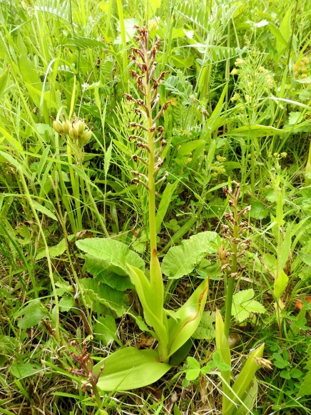 Orchis militaris - soikkokämmekän hyönteisten huijaus koreine ja kumariinintuoksuisine kukkineen ei ole tehokasta, sillä vain harvoin kukintotähkiin muodostuu hedelmyksiä. Kun siemeniä kodassa on tuhansia, vähäisetkin kehittyneet kodat voivat turvata kämmekän tulevaisuutta. Tälläkin kasvupaikalla yhdestä yksilöstä alkunsa saanut kasvusto on paisunut jo yli 150 kukkavarteen. Kaikki ei voi olla kaukolevinnän tulosta, vaan kasvuston on täytynyt jo itsekin tuottaa itämiskykyisiä siemeniä. A, Vårdö 13.7.2017. Copyright Hannu Kämäräinen.