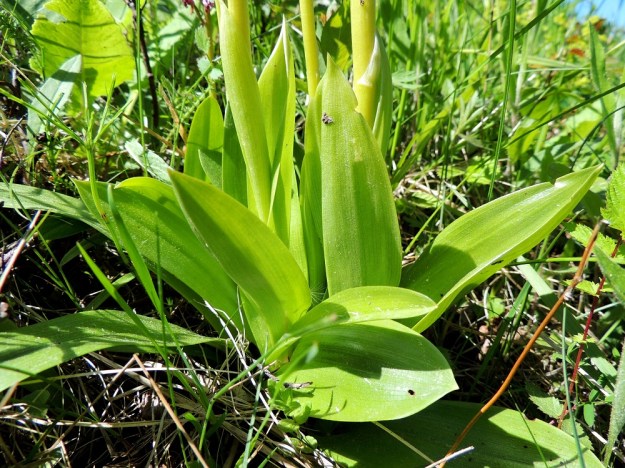 Orchis militaris - soikkokämmekän lehdet ovat vaaleanvihreät, kiiltävät, paksuhkot ja täplättömät. Lähellä tyveä olevat lehdet levittäytyvät lähes ruusukemaisesti varren ympärille. Ne ovat soikeita, 3-4 cm leveitä, noin 10-13 cm pitkiä ja yleensä teräväkärkisiä. Niiden yläpuolella varressa on 1-2 tyveltään tuppimaista, ainakin osittain varren ympärille kietoutuvaa lehteä. A, Vårdö 10.6.2014. Copyright Hannu Kämäräinen.