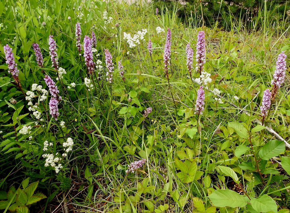 Gymnadenia conopsea subsp. conopsea - ahokirkiruoho on monien muiden lajien tavoin onnistunut siellä täällä pakenemaan umpeutuvilta ahoilta, kedoilta ja laidunmailta niittämällä avoimina pidettäviin tienvarsiin. Näin myös Ahvenanmaalla, jossa kuvauspaikalla kasvoi 49 kukkavartta. A, Eckerö, Käringsundby, Gamla Käringsundsvägenin tienlaitaruohikko 9.7.2017. Copyright Hannu Kämäräinen.