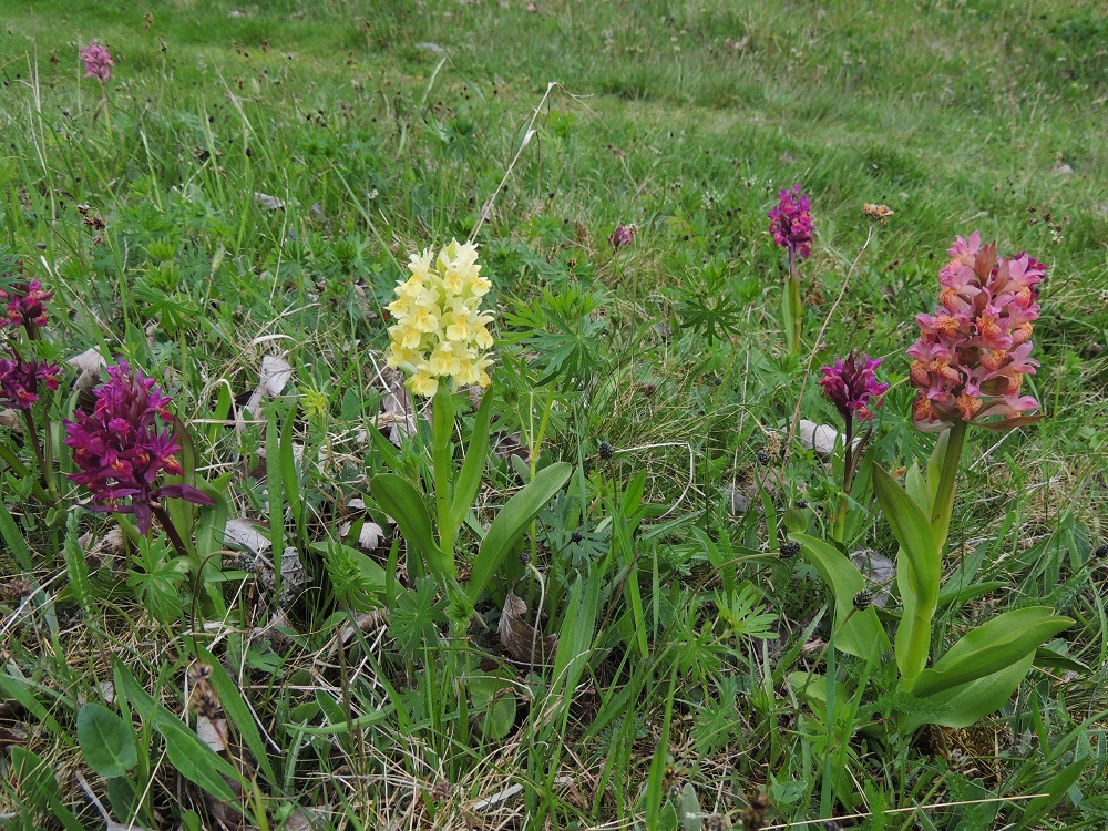 Dactylorhiza sambucina - seljakämmekän puna- ja keltakukkaiset värimuodot pysyvät aika hyvin erillään, mutta runsailla kasvupaikoilla näkee myös välimuotoisia, vaaleanpunaisia kukintoja. A, Lemland, eteläpää, Björkö, Herröskatan, luonnonsuojelualue, kallioinen keto, 26.5.2013. Ellei toisin mainita, kuvat ovat tältä samalta kasvualueelta. Copyright Hannu Kämäräinen.