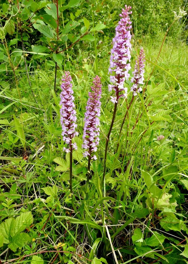 Gymnadenia conopsea subsp. conopsea - ahokirkiruoho ei ole monen muun kämmekän tavoin suokasvi tai edes muuten kosteampien paikkojen laji. Nimensä mukaisesti se suosii kuivahkoja ahoja ja niittyjä sekä muita riittävän avoimia ruohomaita. Niillä se nostaa latvansa yleensä 30-60 cm:n korkeuteen. A, Eckerö, Käringsundby, Gamla Käringsundsvägenin tienlaitaruohikko 9.7.2017. Copyright Hannu Kämäräinen.