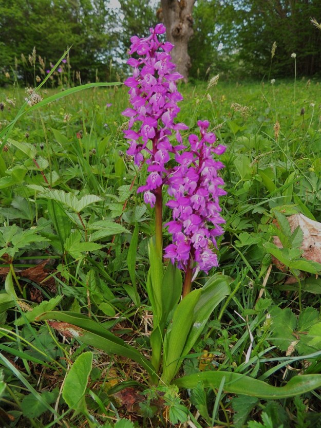Orchis mascula - miehenkämmekkä on useimmiten purppuranpunakukkainen. Kukintotähkä on tavallisesti harsu tai harsuhko, noin 6-8 cm pitkä ja 15-30-kukkainen. Kaikki em. ominaisuudet kuitenkin vaihtelevat aika suuresti. Lehdet voivat olla vihreät ja täplättömät tai päältä ruskehtavatäpläiset. Ahvenanmaalla lienee vallitsevana lehtien täplättömyys. A, Jomala, Ramsholmen, luonnonsuojelualue, 29.5.2013. Copyright Hannu Kämäräinen.