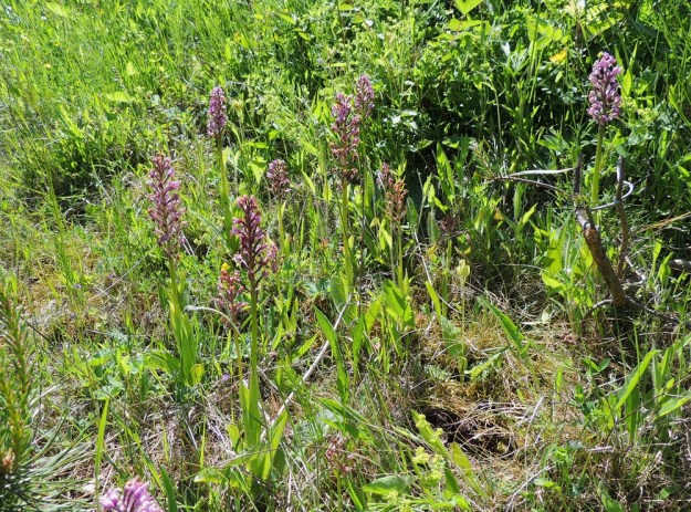 Orchis militaris - soikkokämmekkä on kuvassa jo kukinnan loppuvaiheessa, vaikka kesäkuun puoltaväliäkään ei ole vielä saavutettu. Laji on tullut eri puolille Suomea joko kalkkikiven mukana Gotlannista tai kevyet siemenet ovat leijuneet ilmavirtojen mukana. Vårdö tuskin on kalkkikiven kuljetusreitillä, joten ainoaksi mahdollisuudeksi jäänee kunnon eteläpuhuri. Merkittävyyttä ja merkillisyyttä lisää vielä se, että vararavinnottomien siementen on täytynyt löytää maaperästä sopiva sienikumppani niin Ahvenanmaalta kuin muistakin löytöpaikoista aina Lieksaan saakka. A, Vårdö 10.6.2014. Copyright Hannu Kämäräinen.