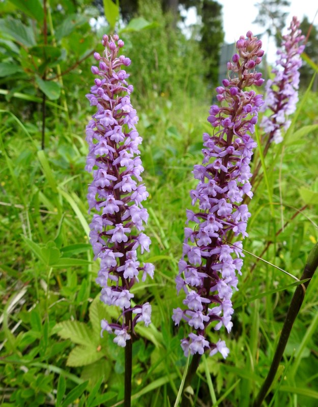 Gymnadenia conopsea subsp. conopsea - ahokirkiruohon kukintotähkä on tavallisesti noin 8-16 cm pitkä ja tasalevyisesti noin 2-2,5 cm leveä. Väriltään se on punainen, vaaleanpunainen, vaaleansinipunainen tai harvinaisella valkokirkiruoholla, var. scitula, valkoinen. A, Eckerö, Käringsundby, Gamla Käringsundsvägenin tienlaitaruohikko 9.7.2017. Copyright Hannu Kämäräinen.
