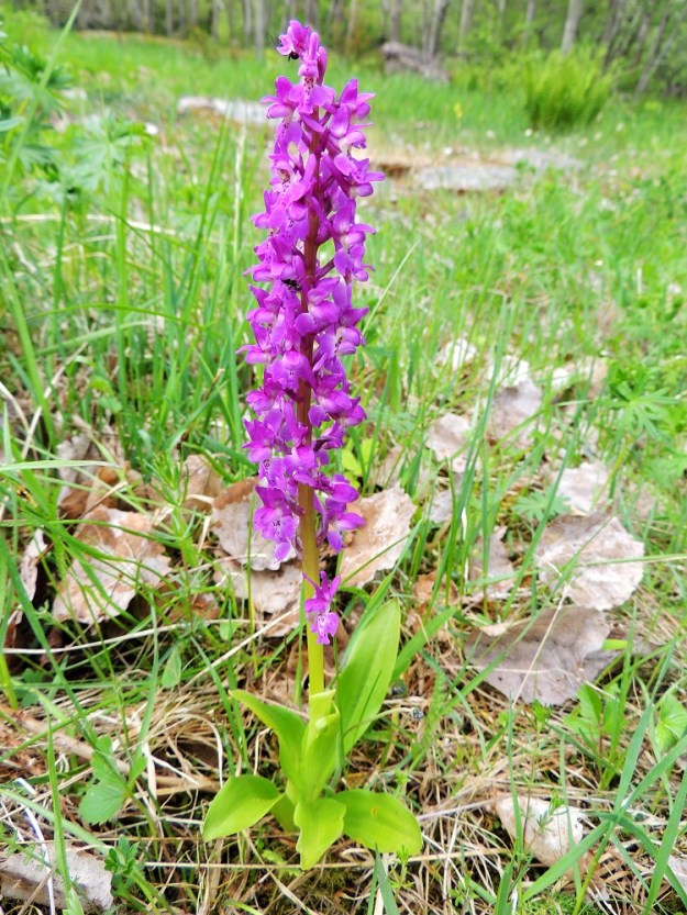 Orchis mascula - miehenkämmekän koko- ja suhdevaihtelusta esimerkkinä yksilö, jossa valtaosa koko kasvista on yli 20 cm pitkää kukintotähkää. A, Lemland, eteläpää, Herröskatan, luonnonsuojelualue, 26.5.2013. Copyright Hannu Kämäräinen.