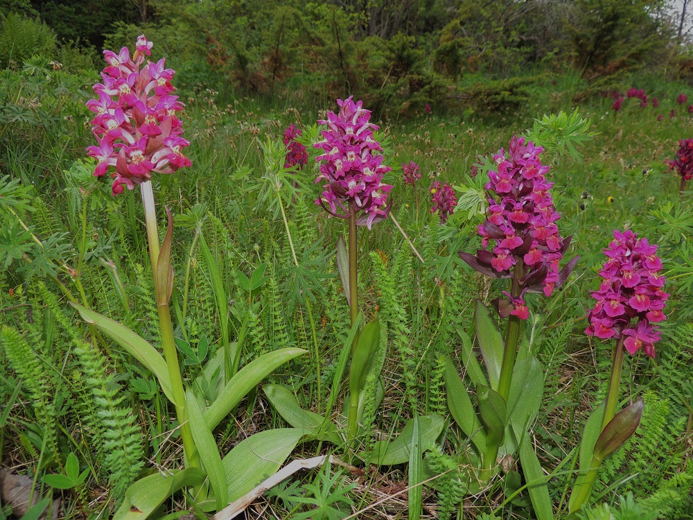 Dactylorhiza sambucina - seljakämmekkä on yleensä noin 20-30 cm korkea. Varsi on haaraton, tanakka ja ontto sekä vihreä tai toisinaan yläosastaan punaruskea. Kukintotähkä on tiivis, tavallisesti noin 4-9 cm pitkä ja noin 4-5 cm leveä. Punaisissa kukinnoissakin on vaihtelua värisävyissä ja -suhteissa. Oikeanpuoleiset kukinnot ovat tyypillisintä väritystä, jossa kehälehdet ovat aika tasaisen punaiset lukuun ottamatta huulen keskustan keltalaikkuja. Vasemmanpuoleisten versojen kukissa huulen kannukset ja kannuksen suuaukon yläpuoli ovat valkoisehkot. 30.5.2013. Copyright Hannu Kämäräinen.