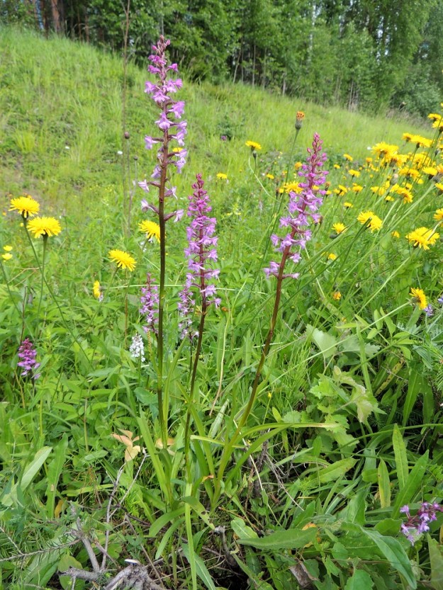 Gymnadenia conopsea subsp. conopsea - ahokirkiruoho on kuvan kasvupaikalla - yhdessä kesämaitiaisen, Leontodon hispidus, kanssa - hyödyntänyt ison tien leveää piennaraluetta. Yleisemmästä linjasta poiketen kukintotähkä on tällä kasvupaikalla harvahko. ES, Savonlinna, Kerimäki, Hautalahti, Joensuuntien (tie 71) ojaluiska ja laitarinne, 10.7.2015. Copyright Hannu Kämäräinen.