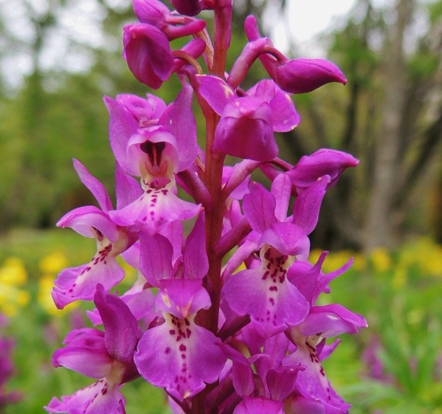 Orchis mascula - miehenkämmekän kaksi ulompaa kehälehteä ovat pystyjä ja niiden välissä oleva kolmas kehälehti on kahden sisemmän kehälehden kanssa taipunut hetiön ja emiön suojaksi. Vasemmalla ylempänä olevassa kukassa näkyvät hyvin tummanpunaruskeat siitepölymyhkyt ja niiden alapuolella, kannuksen suulla, kaksi luottiliuskaa sekä niiden välissä keulaksi muuttunut kolmas luottiliuska. A, Lemland, eteläpää, Herröskatan, luonnonsuojelualue, 26.5.2013. Copyright Hannu Kämäräinen.