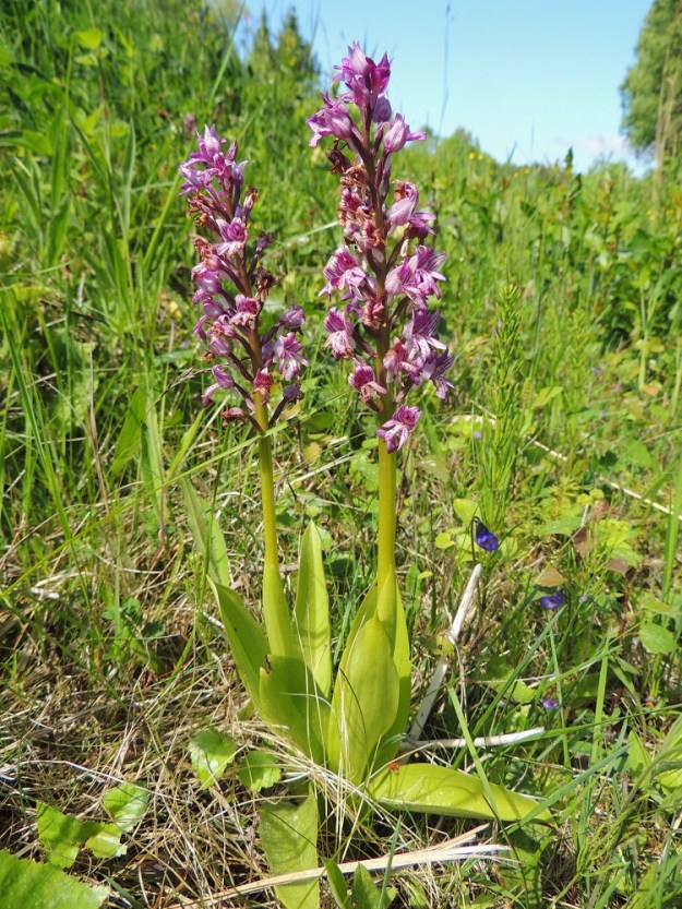 Orchis militaris - soikkokämmeköistä suurin osa kasvaa Vårdössä kuivahkolla ojanluiskalla. Ojanpohjalla on ainakin ajoittain niin kosteaa, että se mahdollistaa myös siniyökönlehden, Pinguicula vulgaris, hyvinvoinnin. Soikkokämmekkä on yleensä tanakkavartinen ja 20-50 cm korkea, mutta jää Suomessa tavallisesti enintään 30 cm:iin. A, Vårdö 10.6.2014. Copyright Hannu Kämäräinen.