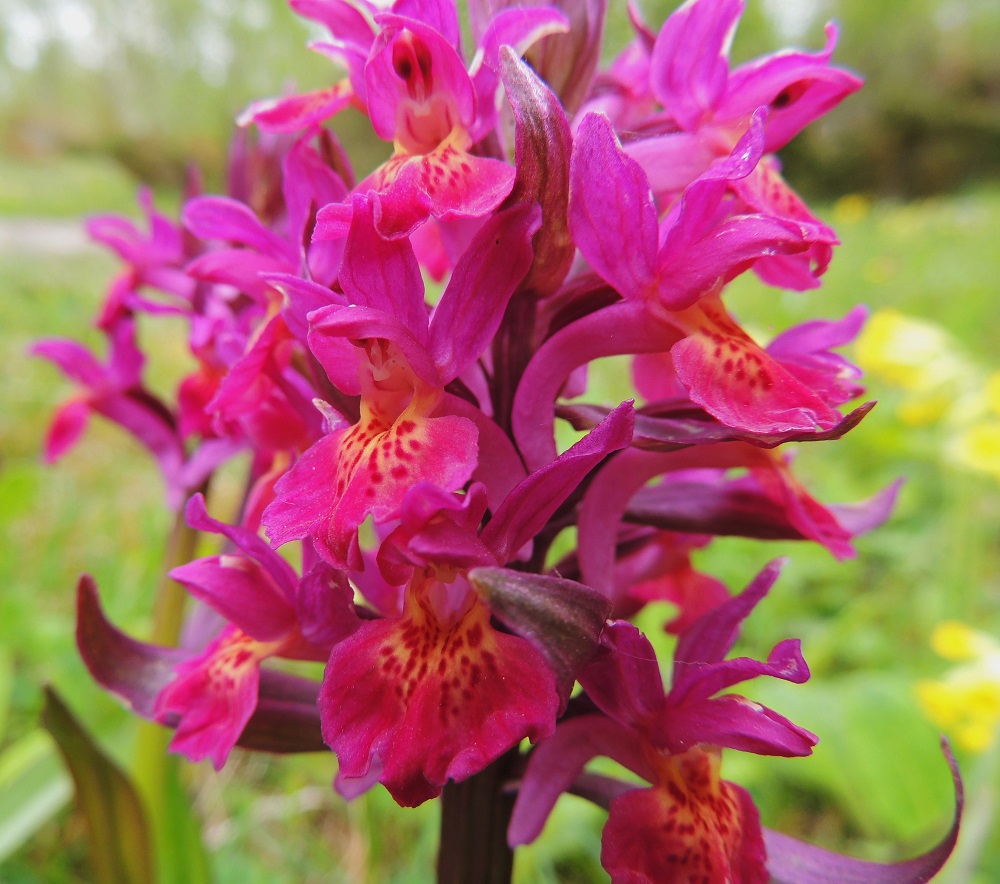 Dactylorhiza sambucina - seljakämmekän kolme ulointa kehälehteä ovat ylöspäisiä ja tavallisesti noin 8-10 mm pitkiä. Sisemmistä kehälehdistä kaksi kaartuvat emiön ja hetiön ylle. Ne ovat hieman ulompia kehälehtiä pienempiä. Kolmas sisempi kehälehti muodostaa yleensä noin 8-10 mm pitkän ja noin 7-10 mm leveän huulen. Tässä kukinnossa huuli on yleisimmän muodon mukaan leveä ja kärjestä kolmiliuskainen. Huulessa olevan kannuksen avaran suuaukon ympäristö on keltainen ja punapilkkuinen. Medetön kannus on tavallisesti noin 10-15 mm pitkä ja noin 3-4 mm paksu sekä enemmän tai vähemmän alas päin kaareutuva. 26.5.2013. Copyright Hannu Kämäräinen.