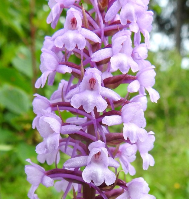 Gymnadenia conopsea subsp. conopsea - ahokirkiruoho muuntelee jonkin verran kukkien värin suhteen. Kuvan kasvupaikalla osa kukintotähkistä oli hyvin vaaleita ja lilaan vivahtavia. Ahokirkiruohon kukat ovat tasavärisiä eikä huulessa ole kirjailuja. Kaksi kehälehdistä on kuin siipinä kukan sivuilla ja kolme niistä kaartuu katoksen tavoin hetiön ja emiön ylle. Huuli on matalasti ja tasapäisesti kolmiliuskainen. Huulessa on noin 10-15  mm pitkä, ohut, useimmiten kaareva ja medellinen kannus. Kuvan keskimmäisessä kukassa näkyy tummana pisteenä kannuksen ahdas suuaukko, joka muissa kukissa on luottiliuskojen peittämänä. Sen yläpuolella näkyvät siitepölymyhkyt. A, Eckerö, Käringsundby, Gamla Käringsundsvägenin tienlaitaruohikko 9.7.2017. Copyright Hannu Kämäräinen.