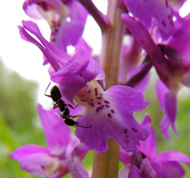 Orchis mascula - miehenkämmekän kehälehtien muoto, asento ja muutkin ominaisuudet vaihtelevat. Tyypillisesti huuli on selvästi kolmiliuskainen. Sivuliuskat suuntautuvat viistosti sivulle ja keskiliuska on niitä pitempi, päästään pyöreä tai kulmikas ja usein hampainen. Huulen keskiosa ja tyvi ovat vaaleampia. Vaihteleva, perusväriä tummempi, sinipunainen pilkutus ja kuviointi keskittyvät tälle alueelle sekä huulen keskiliuskaan. Muurahaisen kiipeily medettömiin kukkiin ei tuo saalista, mutta lisää kokemusta. A, Lemland, eteläpää, Herröskatan, luonnonsuojelualue, 26.5.2013. Copyright Hannu Kämäräinen.