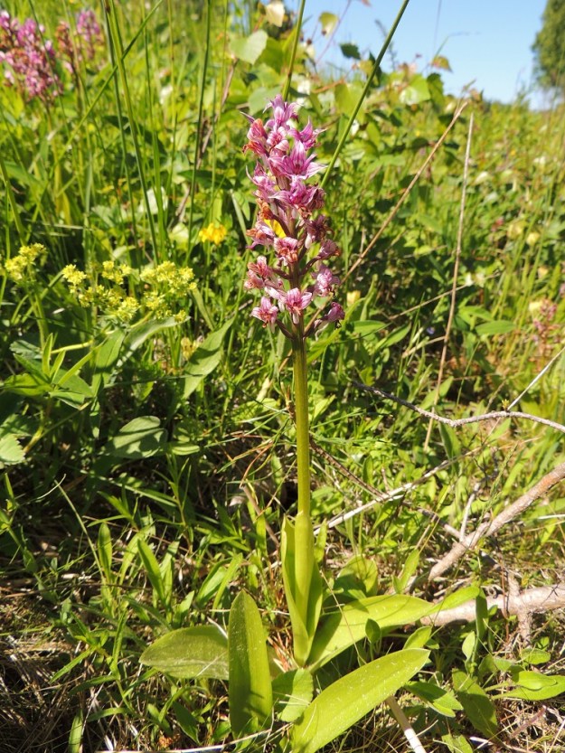 Orchis militaris - soikkokämmekän tyvellä ruusukemaisesti kasvavien lehtien lisäksi varren alaosassa on yksi tai tavallisemmin kaksi tyviosastaan tuppimaista lehteä. Varren yläosa on lehdetön. A, Vårdö 10.6.2014. Copyright Hannu Kämäräinen.