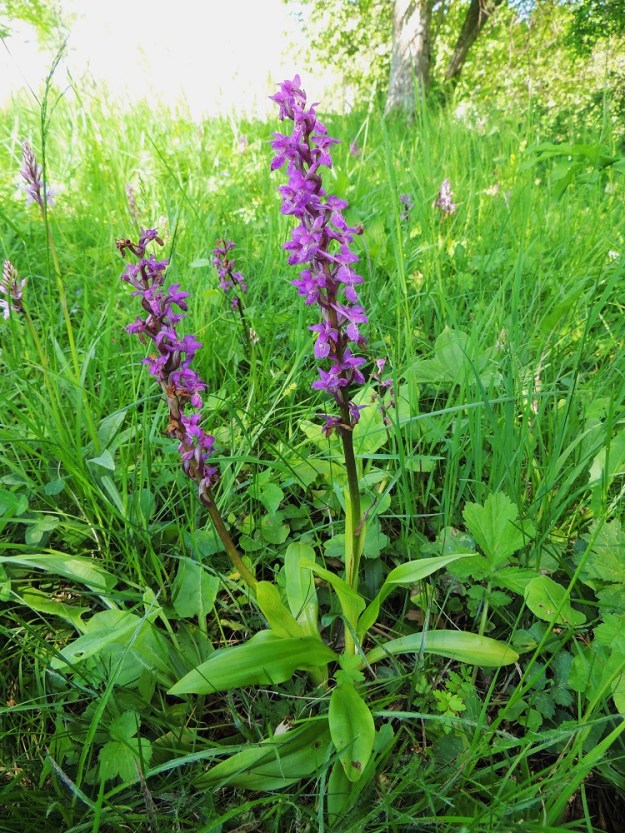 Orchis mascula - miehenkämmekkä esiintyy myös sinipunakukkaisena, jolloin niistä puuttuu kokonaan purppurainen sävy. A, Lemland, Nåtö, merenrantaan ulottuva luonnonsuojelualue biologisen aseman itäpuolella, 11.6.2014. Copyright Hannu Kämäräinen.